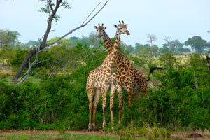 Tanzania Best Safari