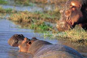Manyara